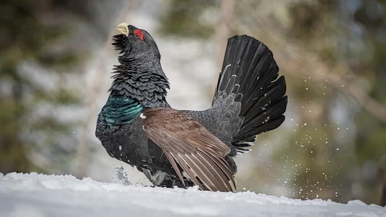 There were more than 20,000 capercaillies in Scotland in the 1970s, but numbers have plummeted to about 532.