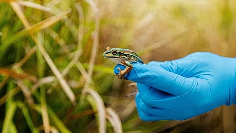 Scientists have reintroduced green and golden bell frogs to the ACT after they were wiped out by chytrid fungal disease almost 50 years ago.