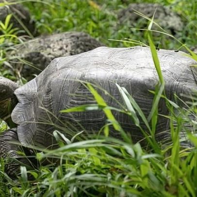 Tartaruga gigante de Floreana é reinserida nas Galápagos após quase 200 anos