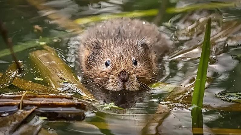 Part of the river project focused on improving conditions for endangered water voles