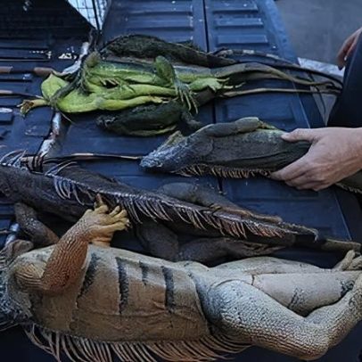 Flórida eutaniza 5.000 iguanas após frio intenso surpreender répteis invasivos