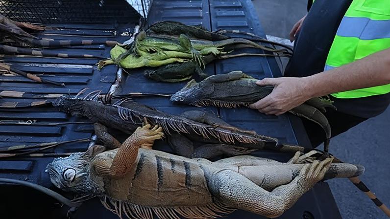 Cold-stunned as well as dead iguanas after being collected by an iguana removal service during a cold spell on Monday in Hollywood, Florida.