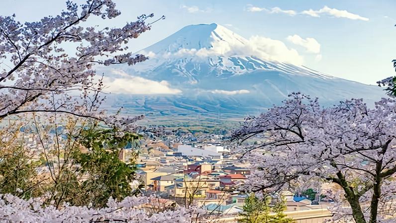Fujiyoshida Town and Sakura Branches with Fuji Mountain in the background. The Arakurayama Sengen park cherry blossom festival in the region has been cancelled.