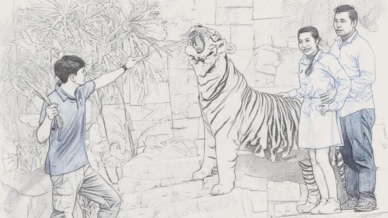 At Tiger Kingdom Chiang Mai, visitors can touch and interact with tigers