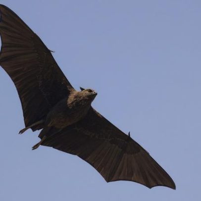Uma pessoa morre por vírus Nipah em Bangladesh, diz OMS