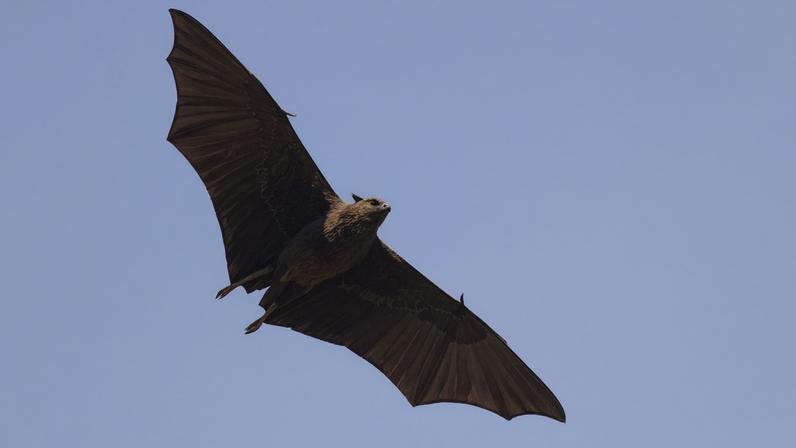 Nipah is an infection that spreads mainly through products contaminated by infected bats, such as fruit.