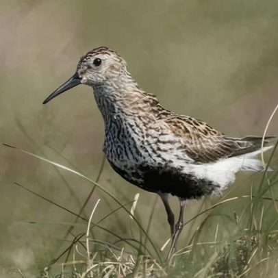 Pennines: drone oferece esperança para uma das aves mais raras do Reino Unido
