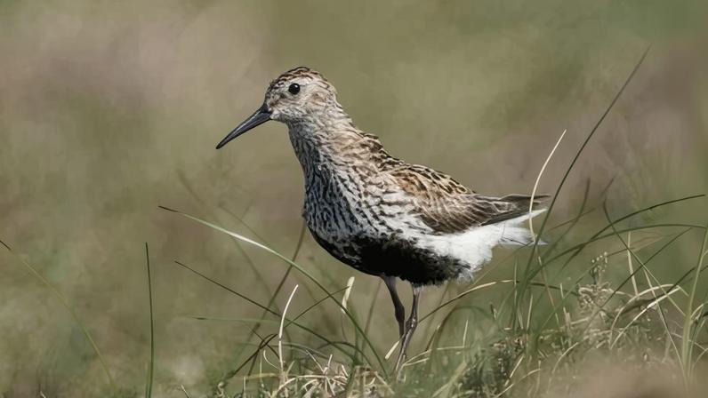 Brown-coloured dunlin on grassland