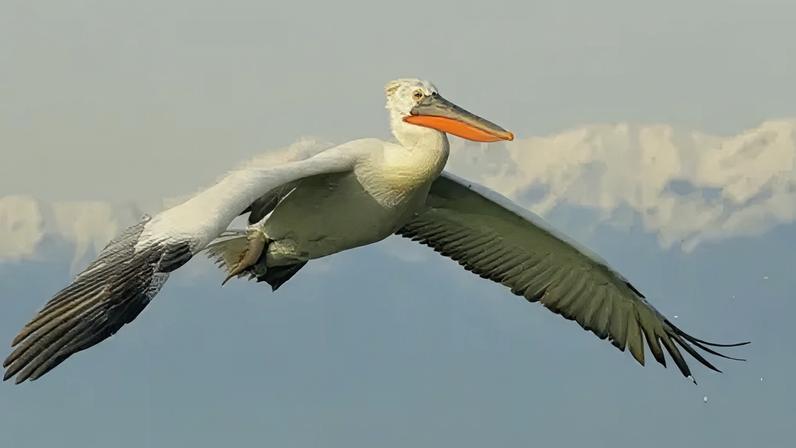 The Dalmatian pelican became extinct in the UK in medieval times