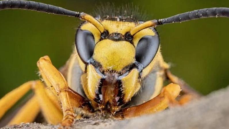 Asian hornet.