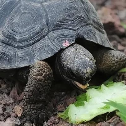 Tartarugas-gigantes retornam à ilha Galápagos após quase 200 anos