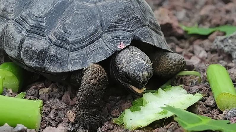 A tortoise with genes of the Floreana Island giant tortoise species eats in a breeding centre at the Galapagos National Park
