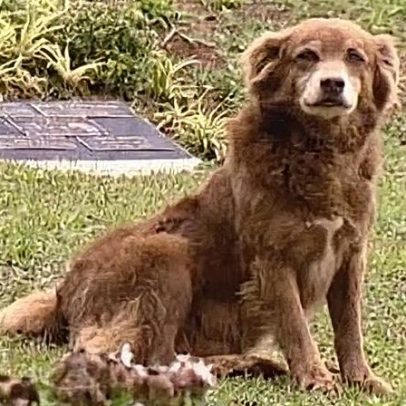 São Paulo cria lei em homenagem a cão que ficou 10 anos ao lado do túmulo do dono