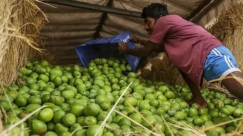 India is the world's biggest producer of mangoes