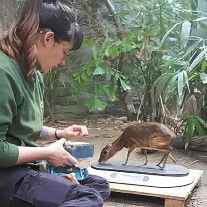Cuidador de zoológico de espécies ameaçadas se sente privilegiado