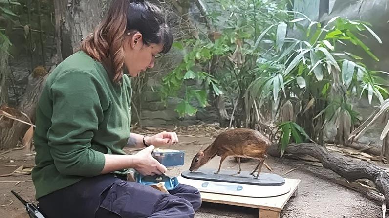 As a hoofstock animal keeper, Rhiannon looks after "everything with hooves"