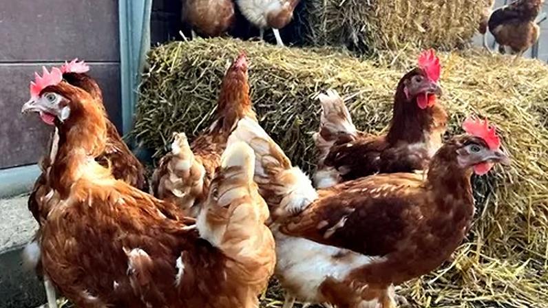 The plant would generate enough energy to heat more than 8,000 homes, Acorn Bioenergy says