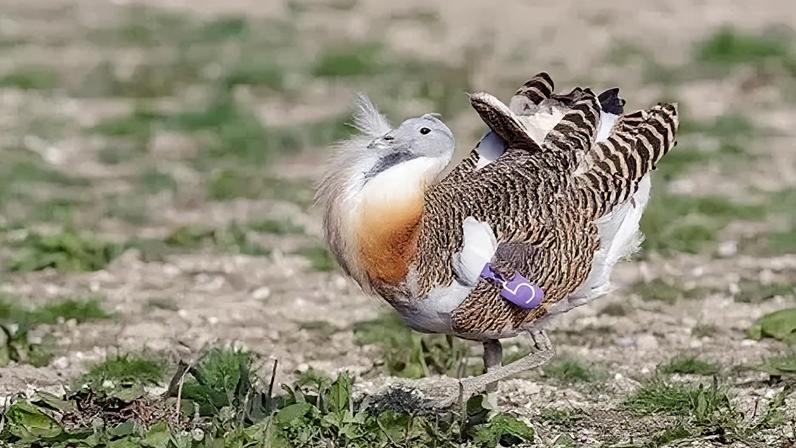 There are currently about 50 Great Bustards thriving in south Wiltshire