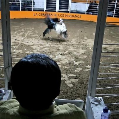 Luta de galos ameaça peixe-serra criticamente ameaçado no Peru
