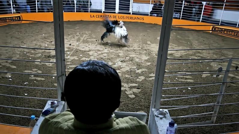 A judge watches a cockfight in Peru.