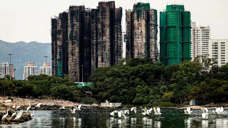 A flock of egrets fly next to burned buildings of the Wang Fuk Court housing complex after the deadly fire, in Tai Po, Hong Kong, China, November 30, 2025. REUTERS/Maxim Shemetov/File Photo