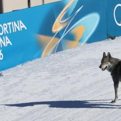 Cão invade pista e cruza linha da chegada antes de brasileira