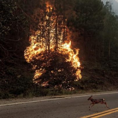 O que se perde quando a cobertura ambiental é cortada