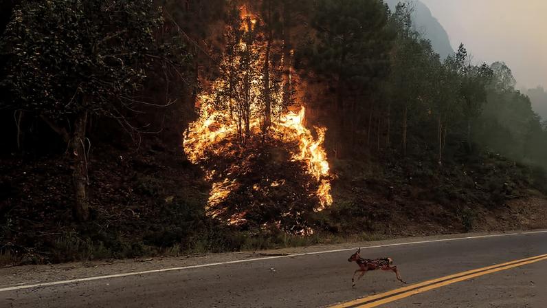 A fawn sprints across a road as the Sugar Fire, part of the Beckwourth Complex Fire, burns in Plumas National Forest, Calif., July 8, 2021. Photo credit: AP Photo/Noah Berger