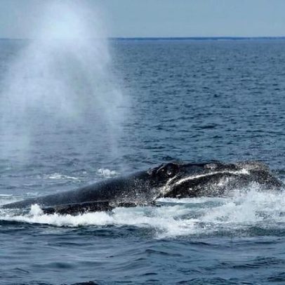 Regulador oceânico dos EUA enfrenta críticas por mudanças na regra de proteção de baleias