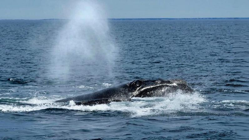 A North Atlantic right whale surfaces on Cape Cod Bay in Massachusetts, Monday, March 27, 2023. (AP Photo/Robert F. Bukaty, NOAA permit # 21371)