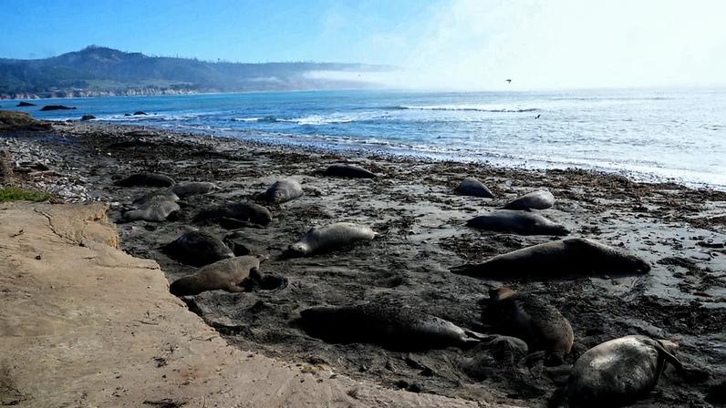 Elephant seals rest on a beach at Año Nuevo State Park, Friday, Jan. 16, 2026, in Pescadero, California. Photo courtesy of Godofredo A. Vásquez via Associated Press.