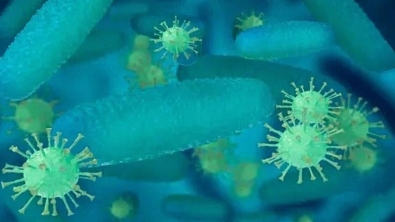 Bactéria Acinetobacter baumannii multirresistente
