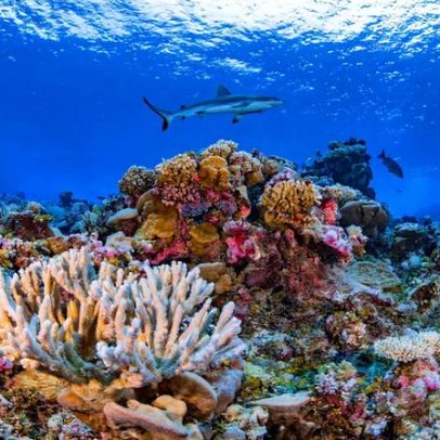 Aquecimento dos mares transforma os recifes de coral ao redor do mundo