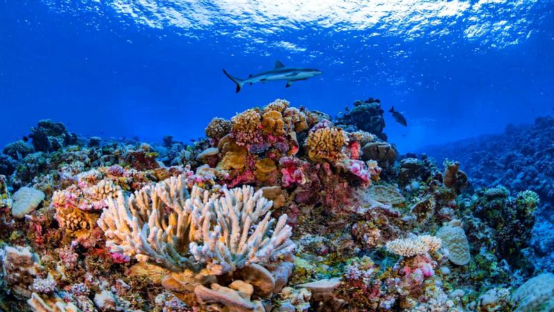 Ailinginae Atoll in the Marshall Islands. Photo credit: Greg Asner
