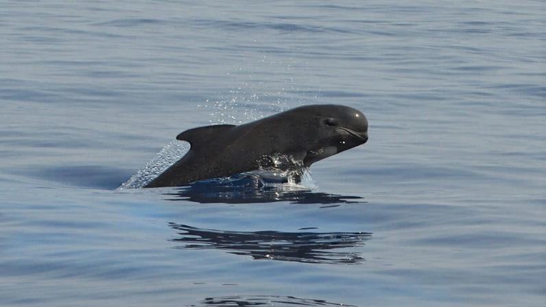 North Atlantic long-finned pilot whales (*Globicephala melas*) now have 60% lower concentrations of some legacy PFAS than they did a decade ago. Photo by Charlie Jackson via Flikr (CC BY 2.0.)