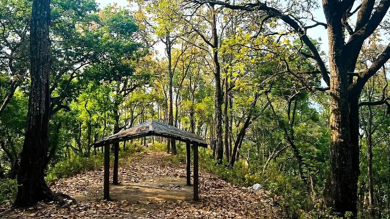 A sacred forest protected by Indigenous Magar community in Siluwa Village of Palpa District in Nepal. Image by Sonam Lama Hyolmo/Mongabay.