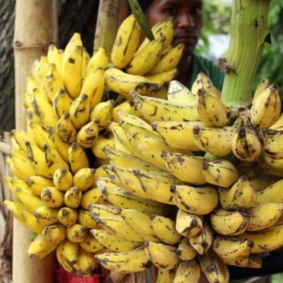 Cultivo lucrativo nas colinas do Bangladesh afeta ecologia regional