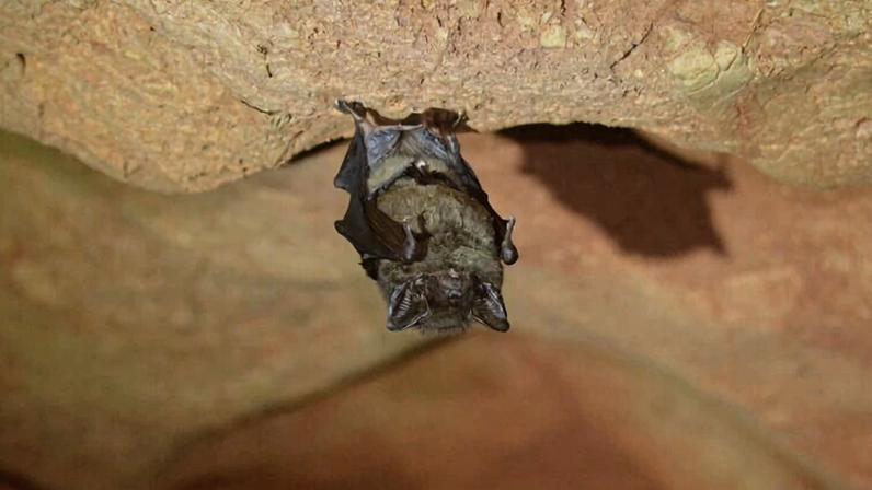 Bat in a cave in Myanmar