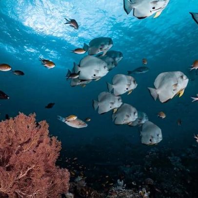 Índice de Equidade Oceânica busca medir justiça no mar