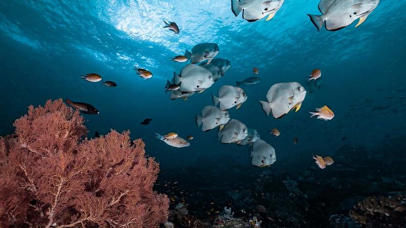 A shoal of batfish in Raja Ampat, Indonesia.