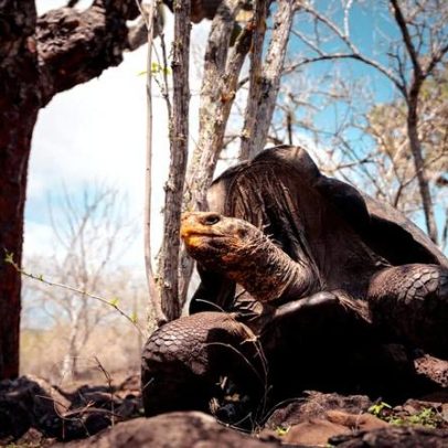 Tartarugas-gigantes retornam a ilha Galápagos após 180 anos
