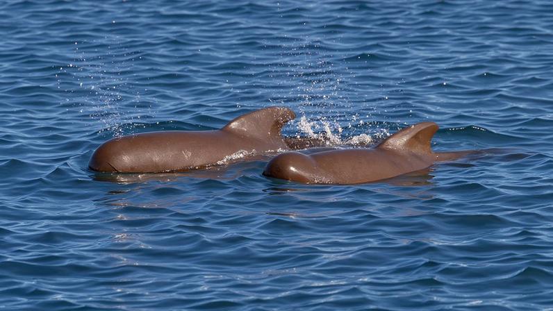 North Atlantic long-finned pilot whales (Globicephala melas) now have 60% lower concentrations of some legacy PFAS than they did a decade ago. Image by Charlie Jackson via Flickr (CC BY 2.0).