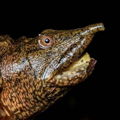 Estudo contesta que o comércio de tartarugas na Indonésia sustenta subsistência