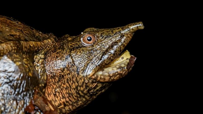 A Malayan softshell turtle (Dogania subplana).