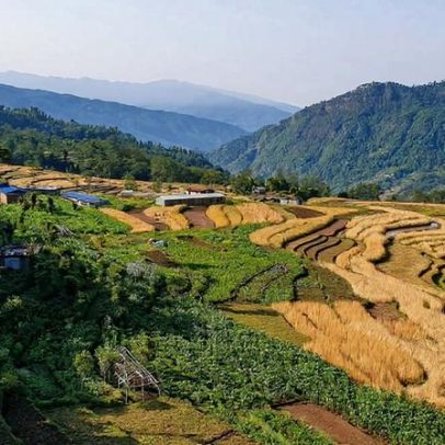 Madeira não vendida persiste nas florestas comunitárias do Nepal