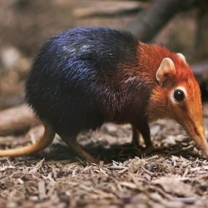 Bônus de biodiversidade podem funcionar, desde que falhas de design sejam corrigidas