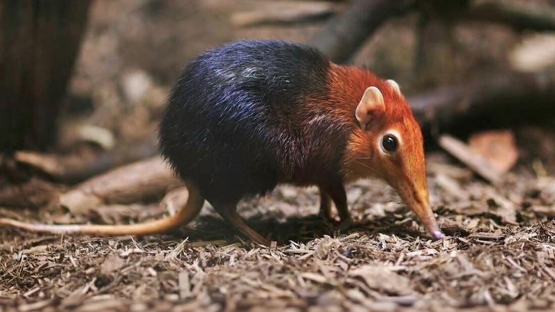 A black and rufous elephant shrew (Rhynchocyon petersi). Image by Joey Makalintal via Wikimedia Commons (CC BY 2.0).