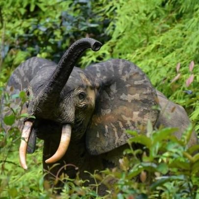 Próximos passos para frear o desmatamento na Bacia do Congo
