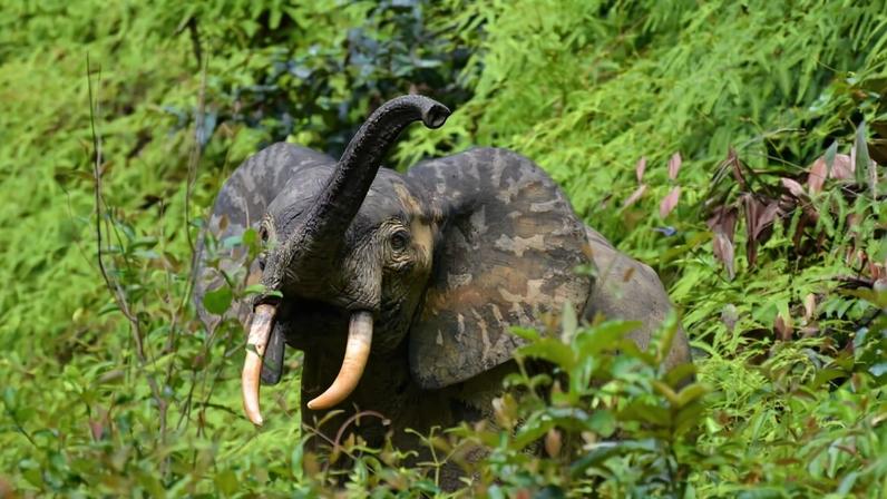 A forest elephant near Ngounié, Gabon. Image by marcusgmeiner via iNaturalist (CC BY-NC 4.0)