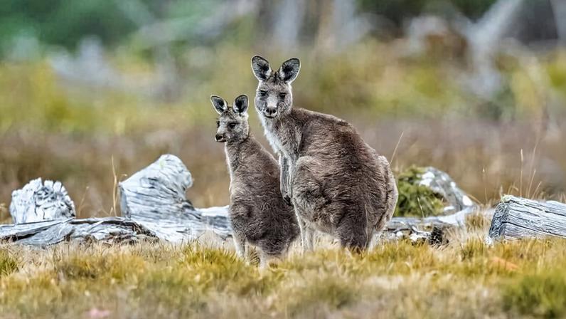 Forester kangaroos at The Quoin. Photo credit Doug Gimesy